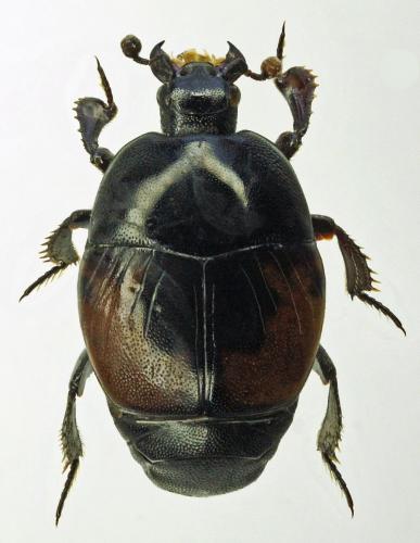 Saprinus maculatus